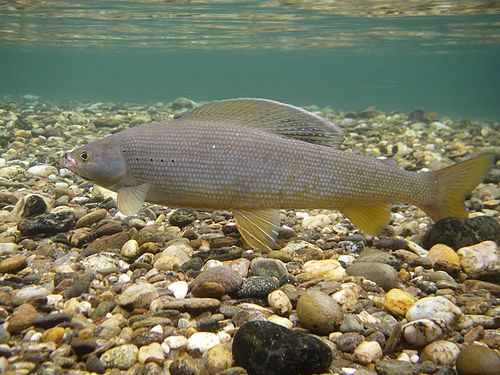 Arctic grayling